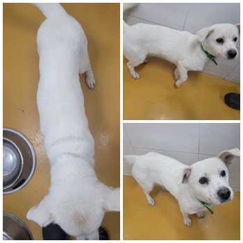 논산시 동물보호센터_444454202401071